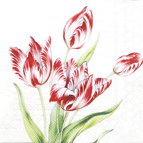 냅킨아트 13311205  Classic Tulips 냅킨20매 33x33cm 1385