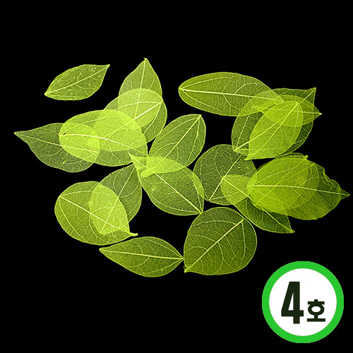 드라이나뭇잎*4호*초록*(20개입) B-05-02